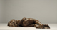 saeed marefat-sculpture-Joan of Arcsaeed marefat-sculpture-Joan of Arcsaeed marefat-sculpture-Night